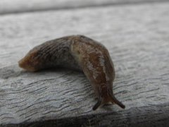 Gray field slug (Deroceras reticulatum)