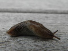 Gray field slug (Deroceras reticulatum)