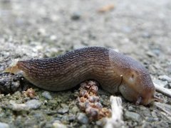 Dusky Arion (Arion fuscus)