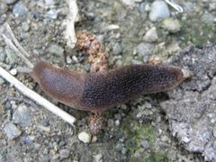Dusky Arion (Arion fuscus)