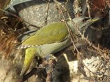 Gråspett (Picus canus)