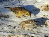 Gulspurv (Emberiza citrinella)