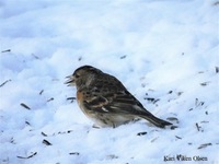 Bjørkefink (Fringilla montifringilla)