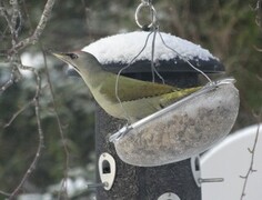 Grey-headed Woodpecker (Picus canus)
