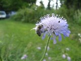 Rødknapp (Knautia arvensis)