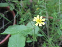 Haremat (Lapsana communis)