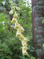 Revebjelleslekta (Digitalis)