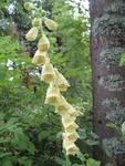 Revebjelleslekta (Digitalis)