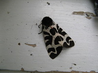 Garden Tiger (Arctia caja)