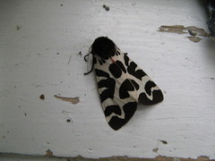 Garden Tiger (Arctia caja)