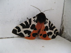 Garden Tiger (Arctia caja)