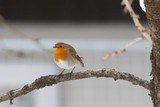 Rødstrupe (Erithacus rubecula)