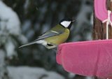 Kjøttmeis (Parus major)