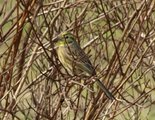 Gulspurv (Emberiza citrinella)