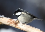 Svartmeis (Periparus ater)