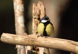 Kjøttmeis (Parus major)