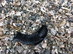 European black slug (Arion ater)
