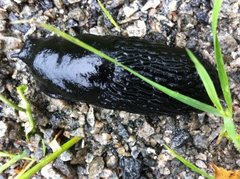 European black slug (Arion ater)
