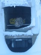 Tawny Owl (Strix aluco)