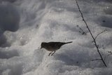 Bokfink (Fringilla coelebs)