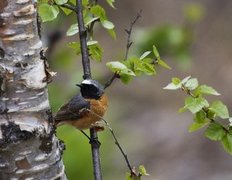 Common Redstart (Phoenicurus phoenicurus)