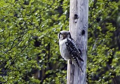 Northern Hawk Owl (Surnia ulula)