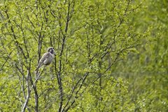 Northern Hawk Owl (Surnia ulula)