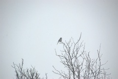 Great Grey Shrike (Lanius excubitor)
