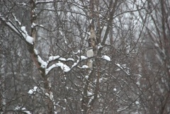 Great Grey Shrike (Lanius excubitor)