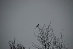 Great Grey Shrike (Lanius excubitor)
