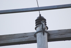 Three-toed Woodpecker (Picoides tridactylus)