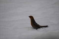 Pine Grosbeak (Pinicola enucleator)
