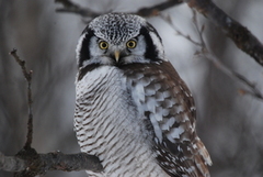 Northern Hawk Owl (Surnia ulula)