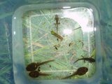 Småsalamander (Triturus vulgaris)