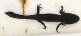 Storsalamander (Triturus cristatus)