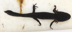 Storsalamander (Triturus cristatus)