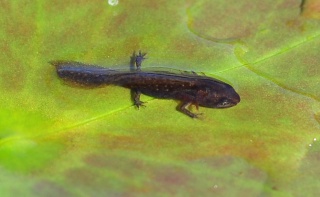 Småsalamander (Triturus vulgaris)