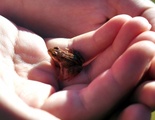 Buttsnutefrosk (Rana temporaria)