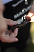 Storsalamander (Triturus cristatus)