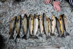 Brown trout (Salmo trutta)