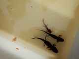 Storsalamander (Triturus cristatus)