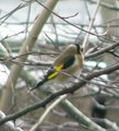 Stillits (Carduelis carduelis)