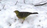 Gulspurv (Emberiza citrinella)