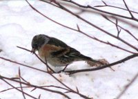 Bjørkefink (Fringilla montifringilla)