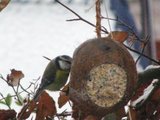 Blåmeis (Cyanistes caeruleus)