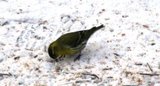 Grønnsisik (Carduelis spinus)