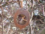 Gråspurv (Passer domesticus)