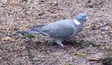 Ringdue (Columba palumbus)