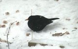 Svarttrost (Turdus merula)