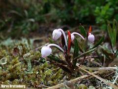 Bog-rosemary (Andromeda polifolia)